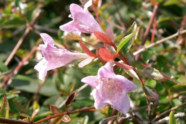 吸引蜂鳥的植物