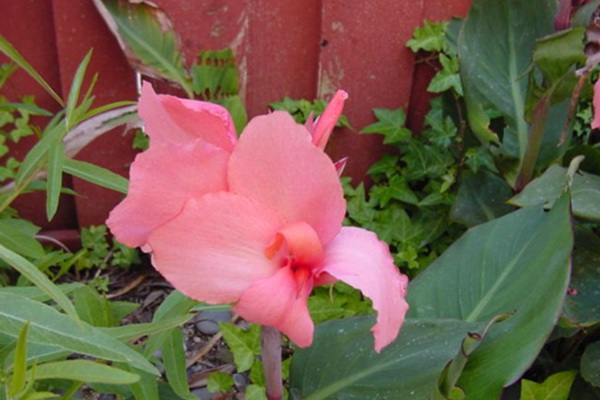 吸引蜂鳥的植物