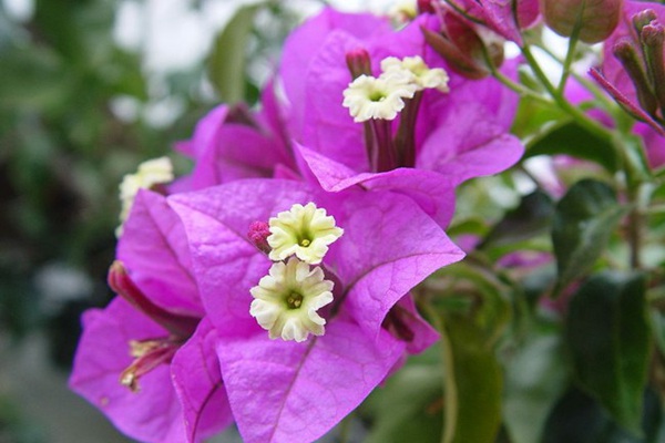 吸引蜂鳥的植物