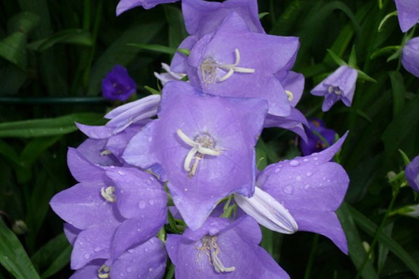 吸引蜂鳥的植物