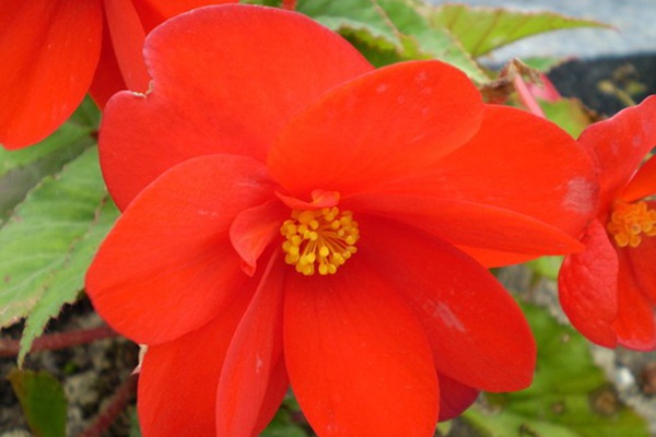 吸引蜂鳥的植物