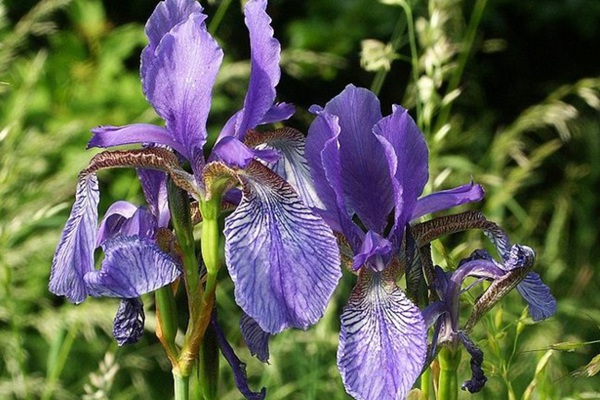 吸引蜂鳥的植物