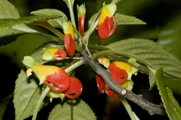 吸引蜂鳥的植物