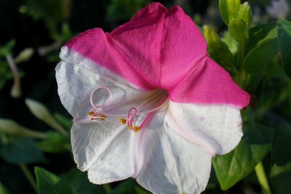 吸引蜂鳥的植物