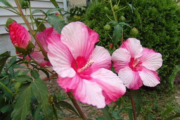 吸引蜂鳥的植物