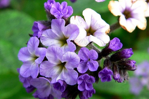 吸引蝴蝶的花卉