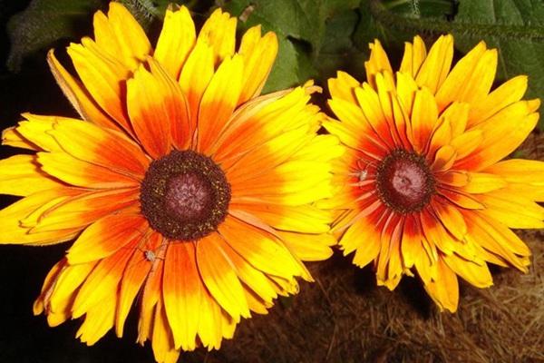 吸引蝴蝶的花卉