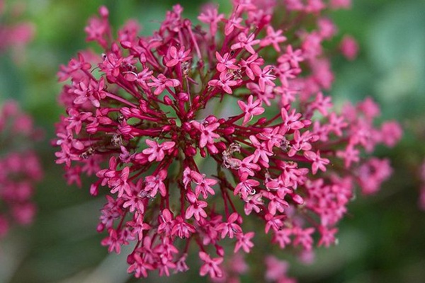 吸引蝴蝶的花卉