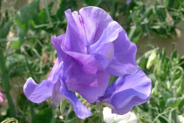 吸引蝴蝶的花卉