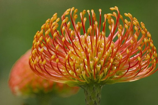 吸引蝴蝶的花卉