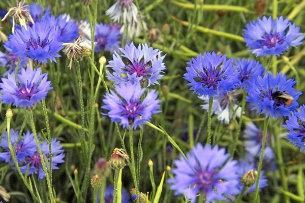 吸引蝴蝶的花卉