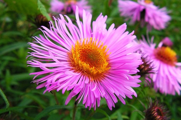 吸引蝴蝶的花卉