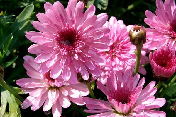 吸引蝴蝶的花卉