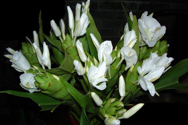 既能吸引蜂鳥也能吸引蝴蝶的植物