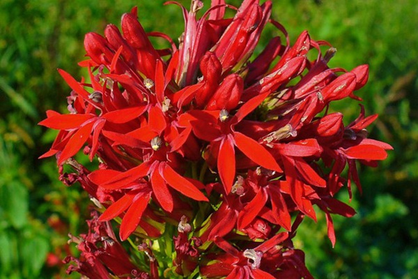 既能吸引蜂鳥也能吸引蝴蝶的植物