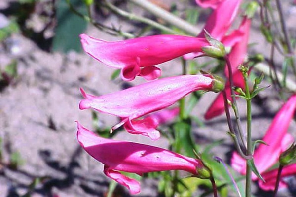 既能吸引蜂鳥也能吸引蝴蝶的植物