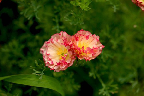 復瓣花菱草