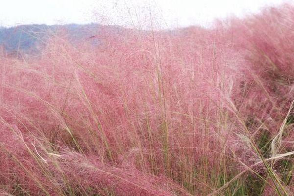 粉黛亂子草花語是什么