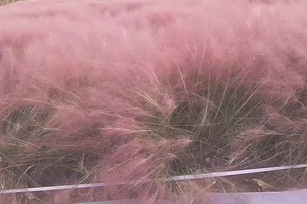 粉黛亂子草花語是什么