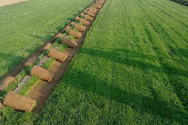 狗牙根草坪的種植方法以及養護技巧