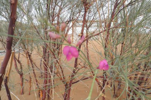 花棒種子的種植方法（詳細版）