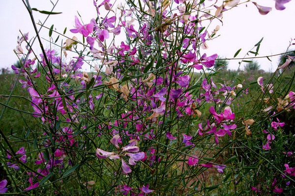 花棒種子的種植方法（詳細版）
