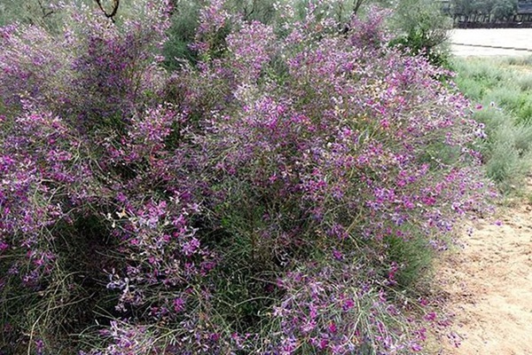 花棒種子的種植方法（詳細版）