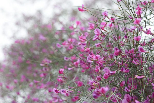 花棒種子的種植方法（詳細版）