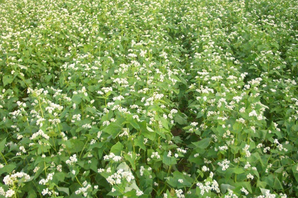 蕎麥種子種植方法及注意事項
