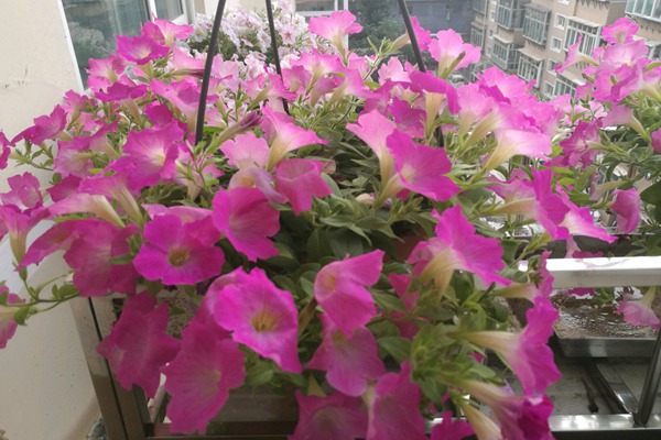 矮牽牛的種植方法及養護技巧