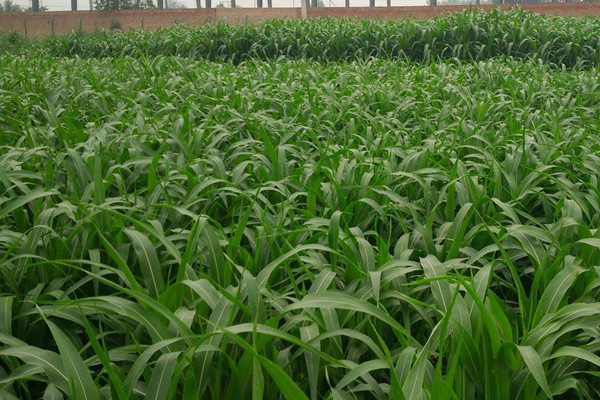 飼用高粱種子的種植及管理方法
