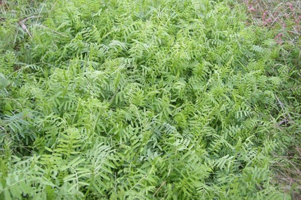 毛苕子的種植方法