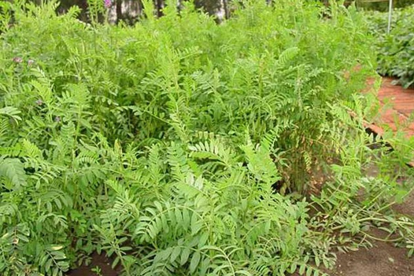 毛苕子的種植方法