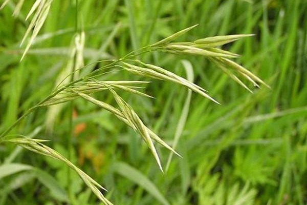 無芒雀麥草的種植方法及技術要點