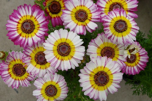 花環菊