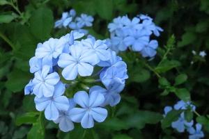 五種藍色系的花卉推薦