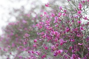 花棒種子的種植方法（詳細版）