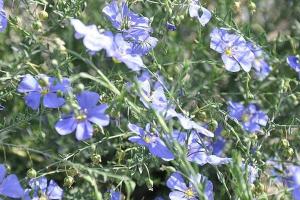 耐陰的花海組合