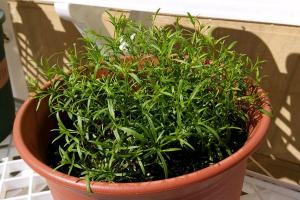 滿天星種子種植方法