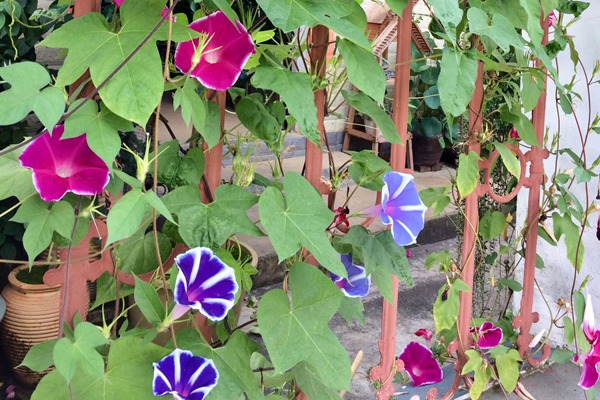 牽牛花什么時候開花，花期有多久