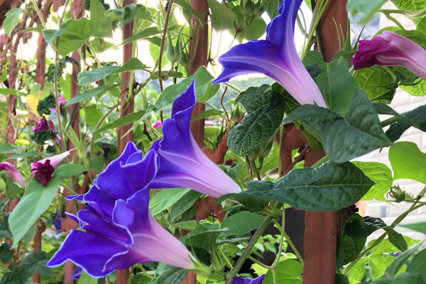 牽牛花什么時候開花，花期有多久