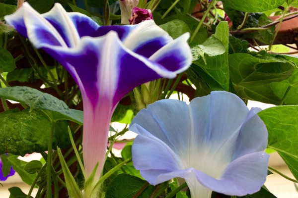 牽牛花什么時候開花，花期有多久