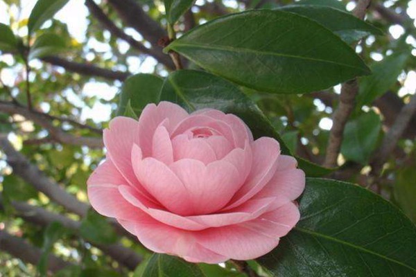 茶花種子的種植方法