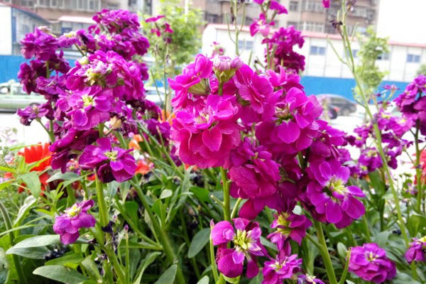 紫羅蘭的花語和傳說