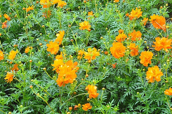 金雞菊及硫華菊混播方法