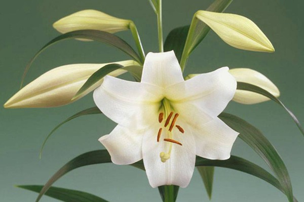 白特里昂菲特