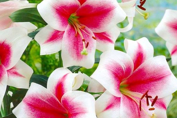 特里昂菲特