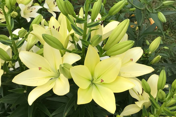 盆栽百合花的種植養護方法