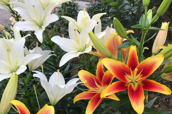 盆栽百合花的種植養護方法