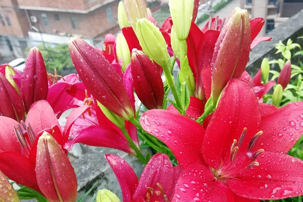 盆栽百合花的種植養護方法